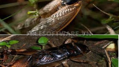 The Simultaneous Emergence of Two Cricket Species in 2024: A Unique Video Insight