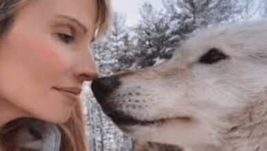 The Bizarre Appeal of “2 Wolf 1 Girl”: Unpacking the Viral Video Phenomenon